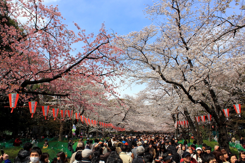 Viele Menschen drängen sich auf einer breiten Kirschbaum-Allee im Ueno-Park. Die Bäume stehen in voller Blüte, die Allee ist mit rot-weißen Laternen geschmückt.