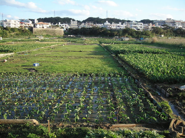 Taro-Felder auf Okinawa, im Hintergrund eine Stadt