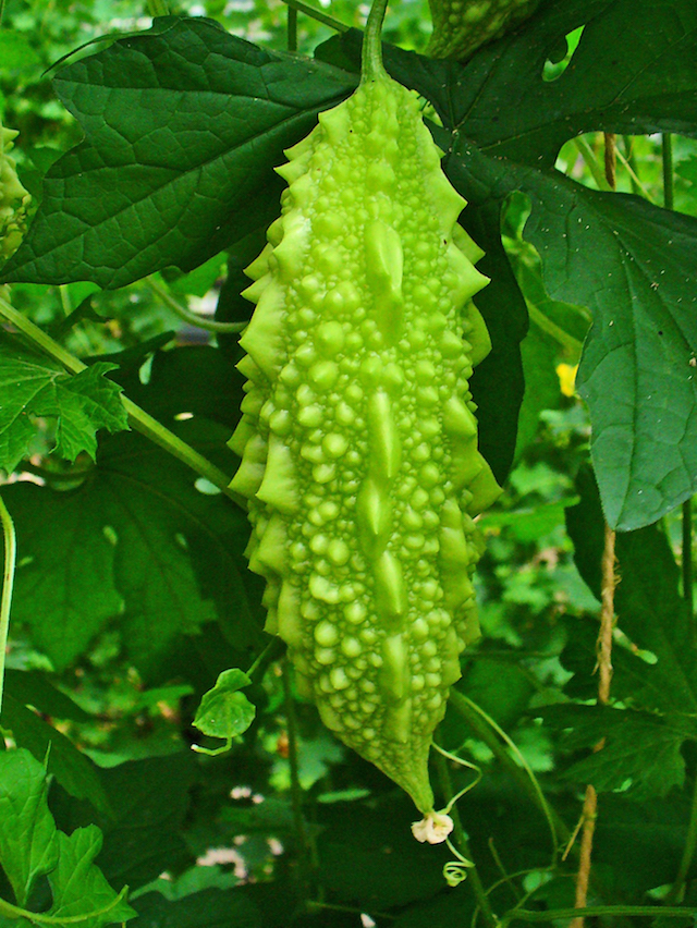 Eine sich entwickelnde, noch grüne, längliche Frucht der Bittermelone (Bittergurke).