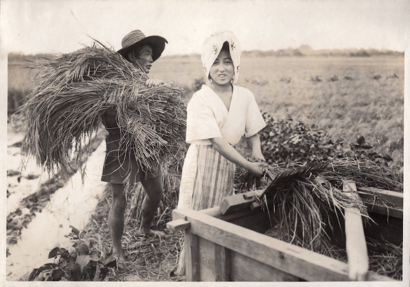 Ein Mann bringt die geschnittenen Bündel an Reispflanzen heran, eine Frau zieht die Ähren durch einen Rechen