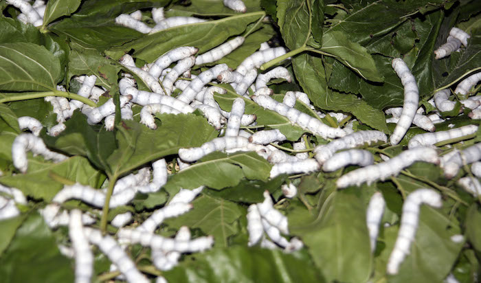 weiße Seidenspinnerraupen auf Maulbeerblättern