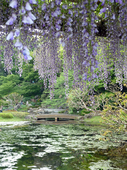 Hängende Glyzinienblüten über einem Teich, im Hintergrund Kiefern.