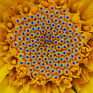 Blick von oben auf eine Kamillenblüte, mit eingezeichneten Spiralen, die die Anordnung der Blütenkelche verdeutlichen.