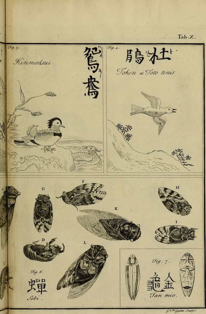 Einfach gezeichnete Wasservögel und äußerst detailgetreu wiedergegebene Insekten.