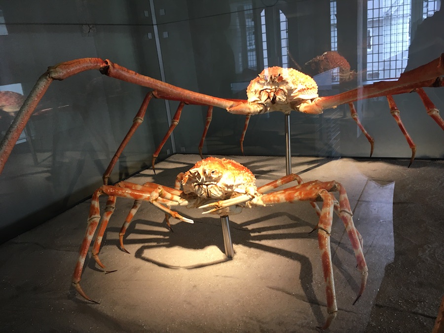 Skelett einer männlichen und weiblichen Riesenkrabbe in Ausstellungsvitrine.