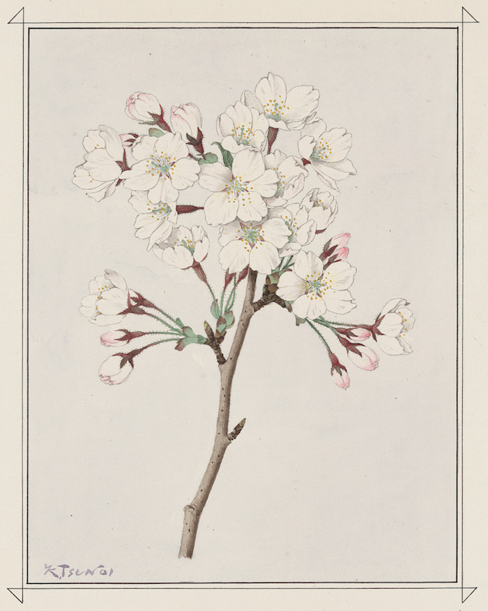Aquarell eines Kirschbaumzweigs mit weißen, weit geöffneten Blüten.
