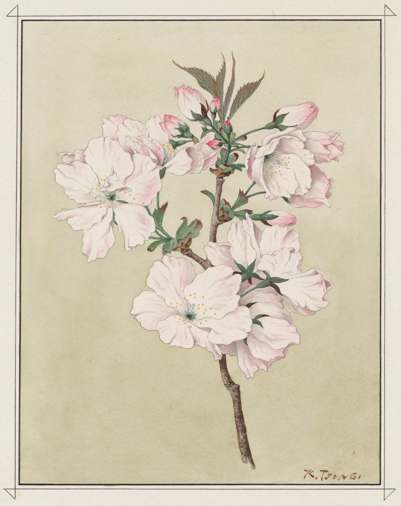 Aquarell eines Kirschbaumzweigs mit leicht rosa gefärbten, weit geöffneten Blüten.