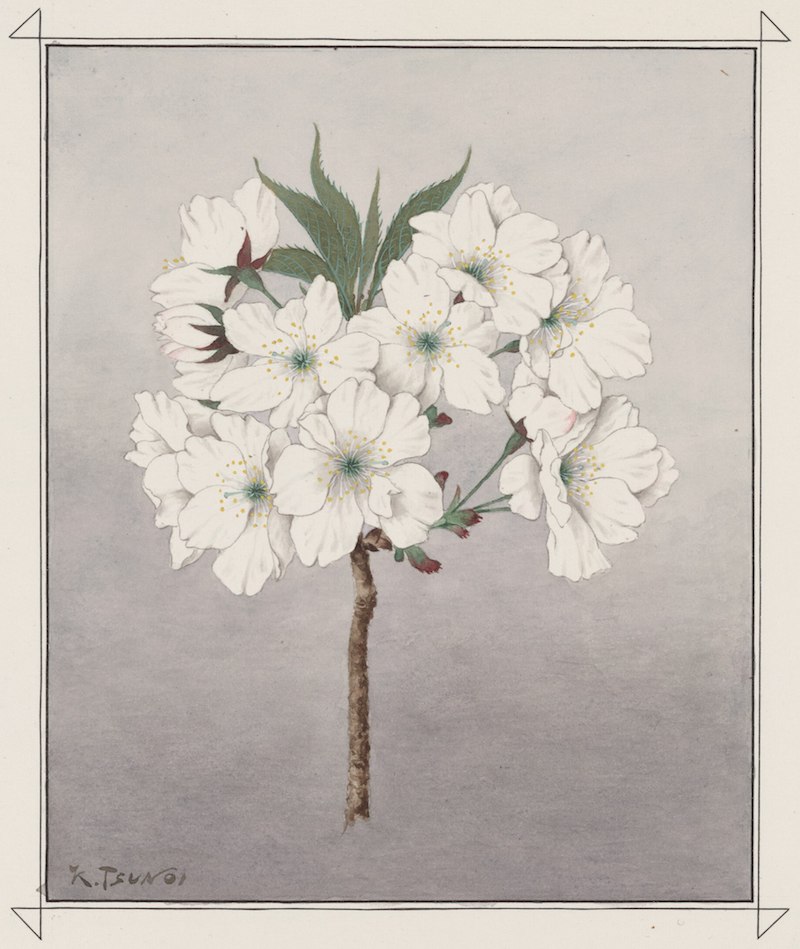 Aquarell eines Kirschbaumzweigs mit weißen, weit geöffneten Blüten.
