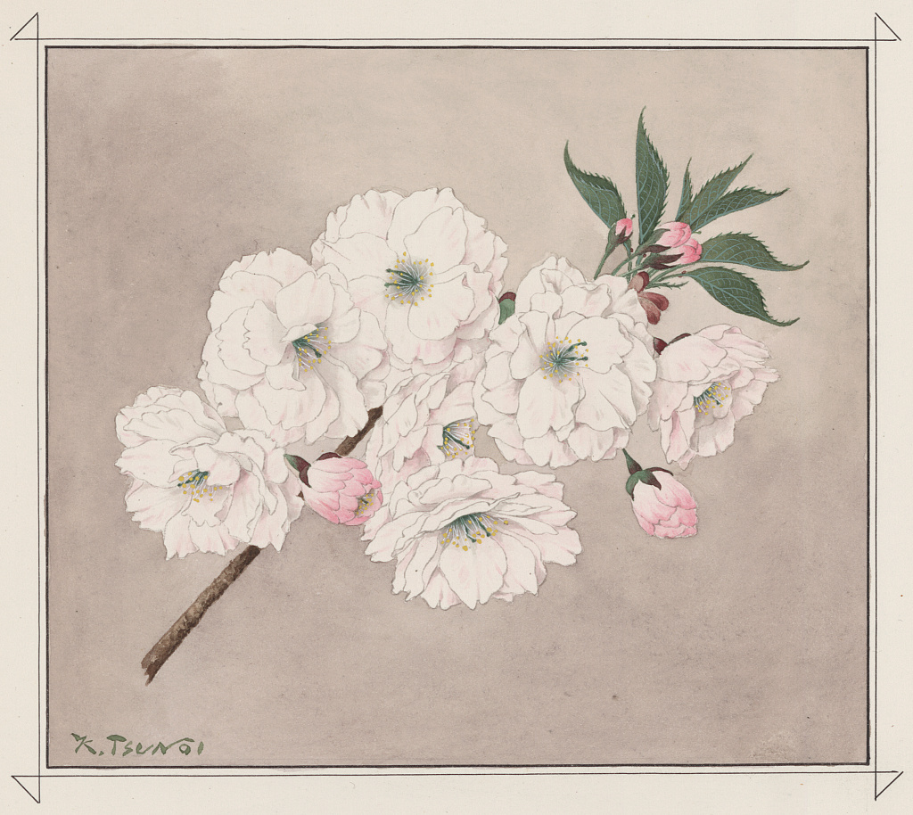Aquarell eines Kirschbaumzweigs mit Blüten, die aus sehr vielen weißen Blütenblättern bestehen.