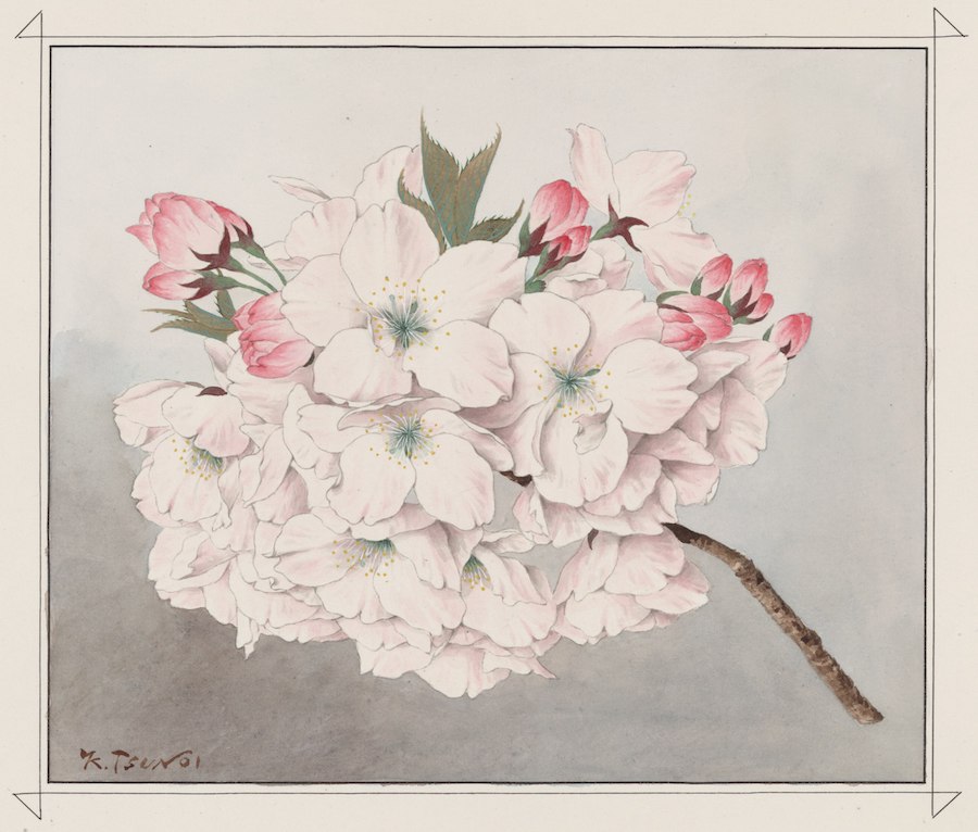 Aquarell eines Kirschbaumzweigs mit eng aneinander sitzenden, zart rosa gefärbten, weit geöffneten Blüten.
