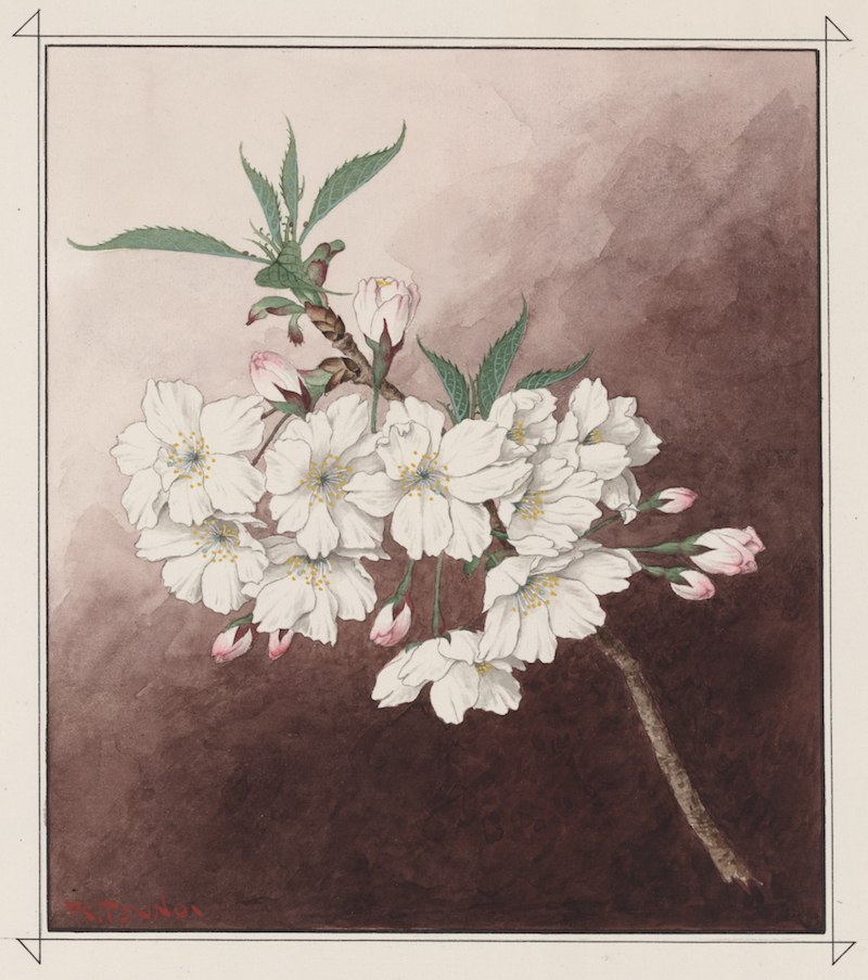 Aquarell eines Kirschbaumzweigs mit weißen, leicht gewellten Blütenblättern.