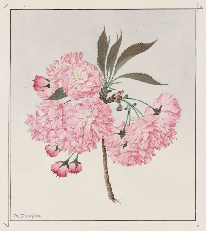 Aquarell eines Kirschbaumzweigs mit stark rosa gefärbten Blüten mit enorm vielen Blütenblättern.