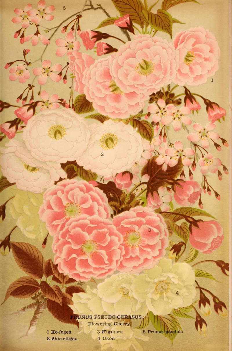 Din A 4-Seite mit gemalten Kirschblüten, nummeriert und mit Namen versehen.
