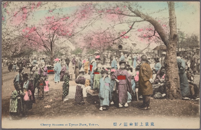 Schwarzweiß-Foto, das koloriert wurde, Japanerinnen und Japaner in Kimono unter Kirschbäumen.