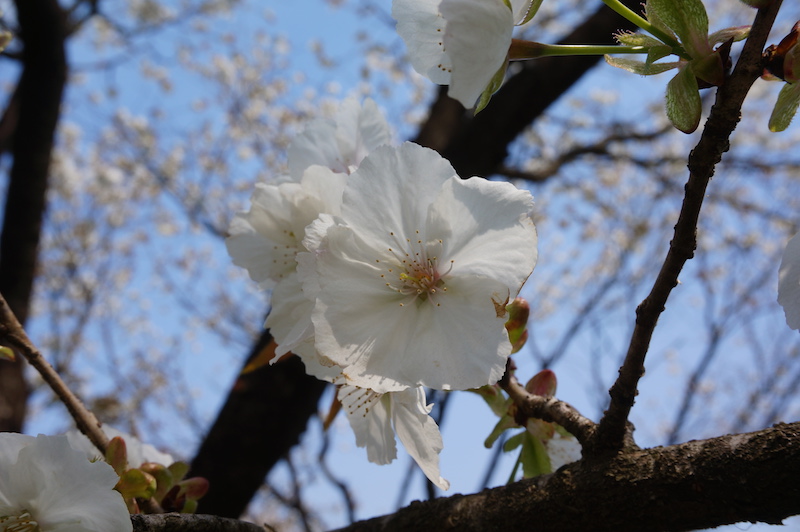 Foto einer Kirschblüte mit fünf zarten, weißen Blütenblättern.