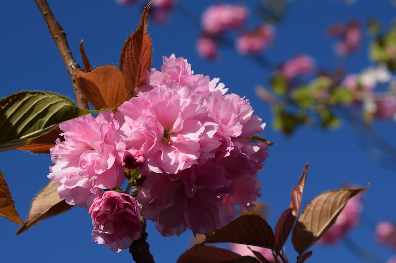 Foto von Kirschblüten mit vielen stark rosa gefärbten Blütenblättern.