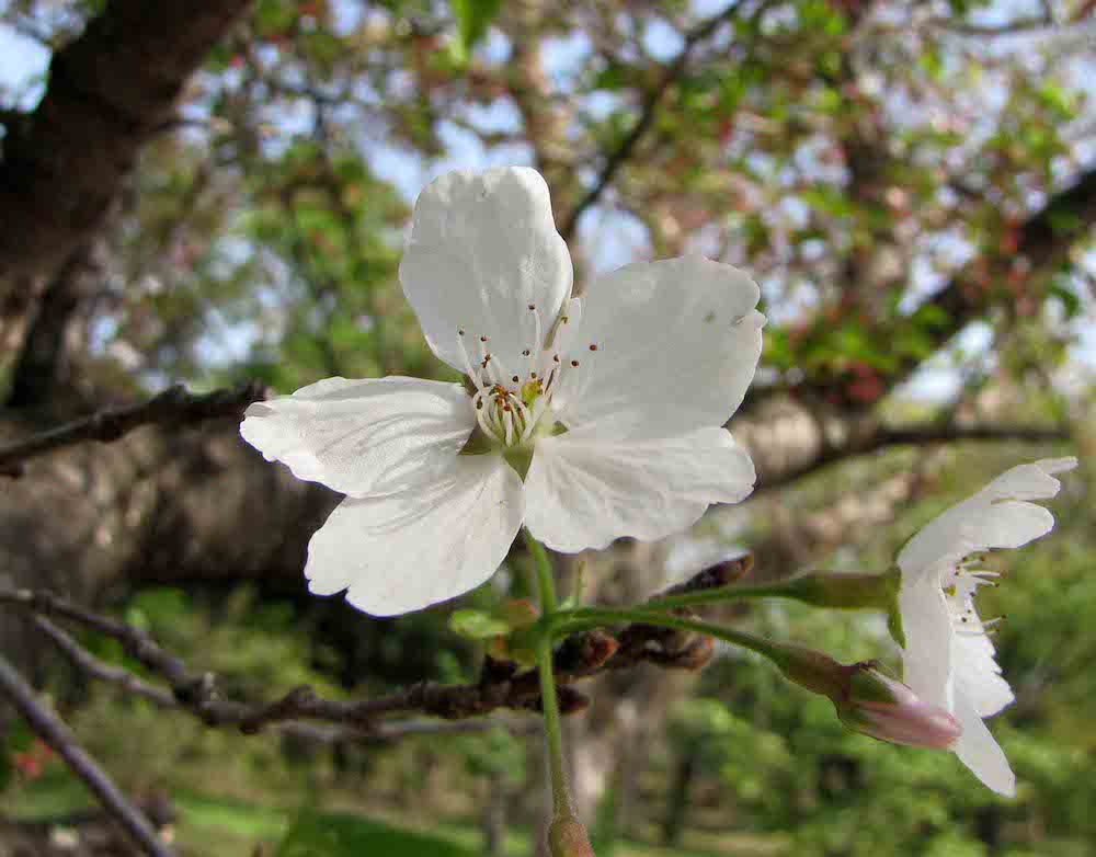 Foto einer Kirschblüte mit 5 weißen Blütenblättern.