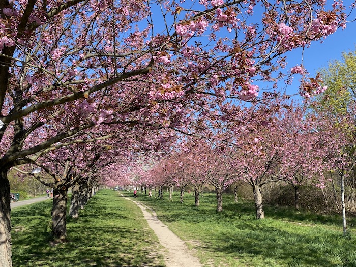 Spazierweg unter zwei Reihen rosa blühender Kirschbäume.