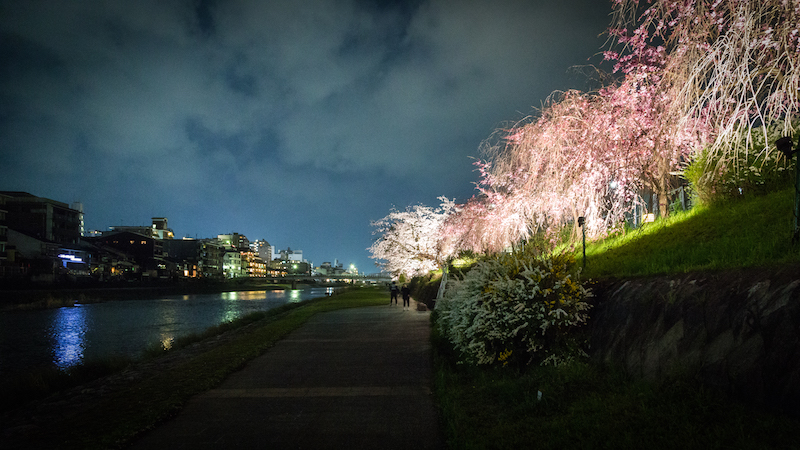 In der Dunkelheit hell angestrahlte, blühende Kirschbäume am Flussufer.